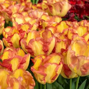 Tulipe Cape Town (x8)